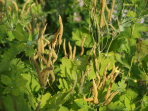 Die Samenstände des Schöllkrauts (Chelidonium majus) bilden sich im Juni.